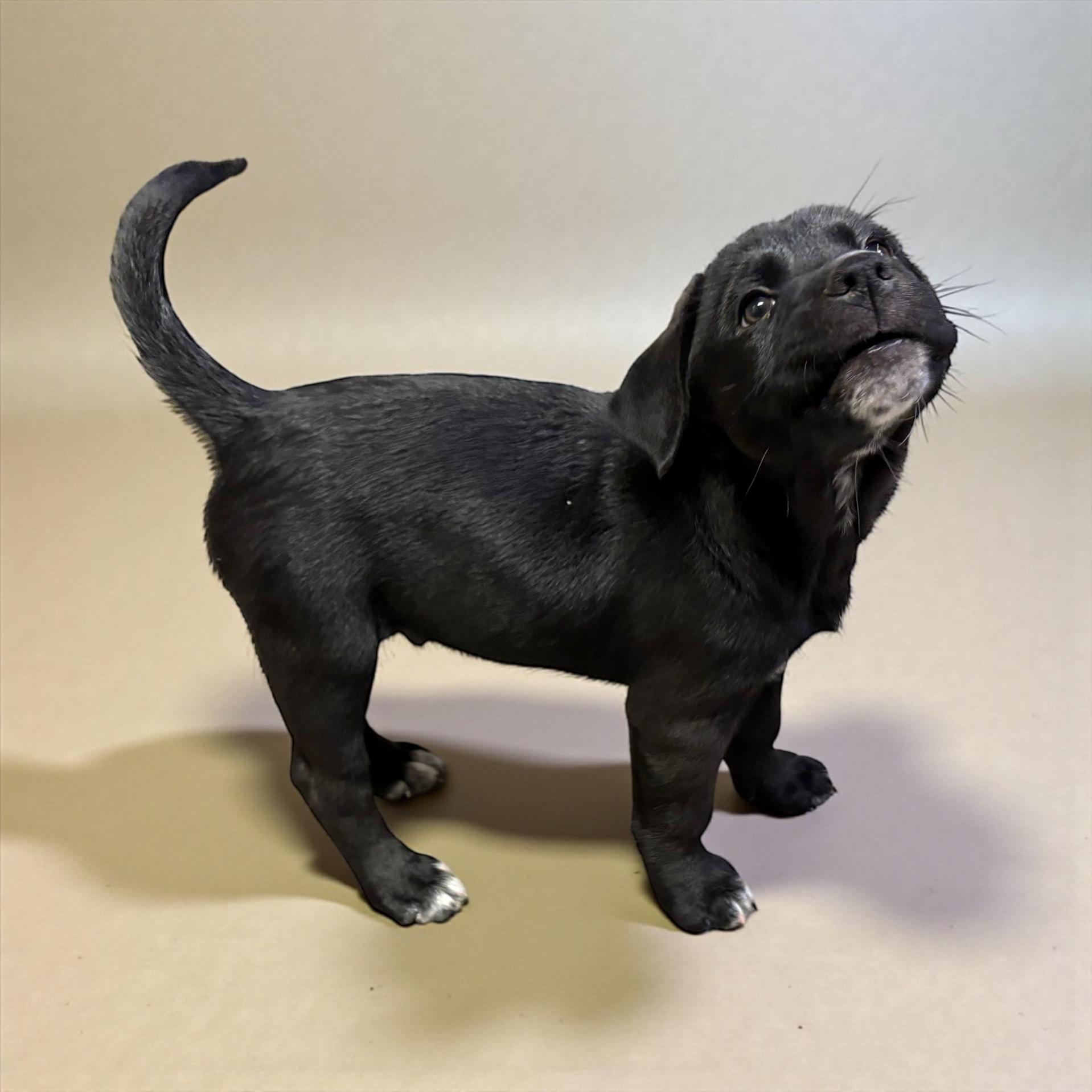 Zip, a Adoptable Labrador Retriever in Hatfield, PA image 3/4