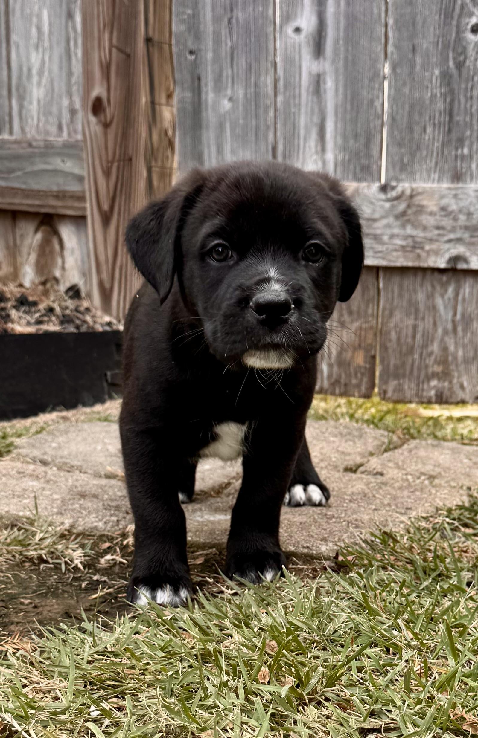 Zip, a Adoptable Labrador Retriever in Hatfield, PA image 4/4
