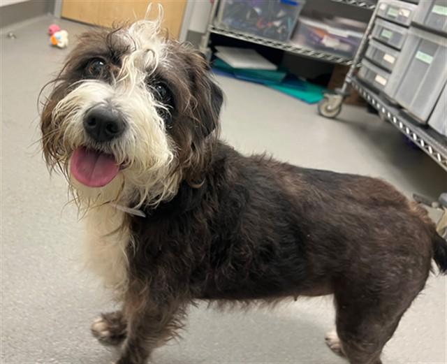 Enlarge MIMI, a Adoptable mixed breed in Palo Alto, CA image 1/1