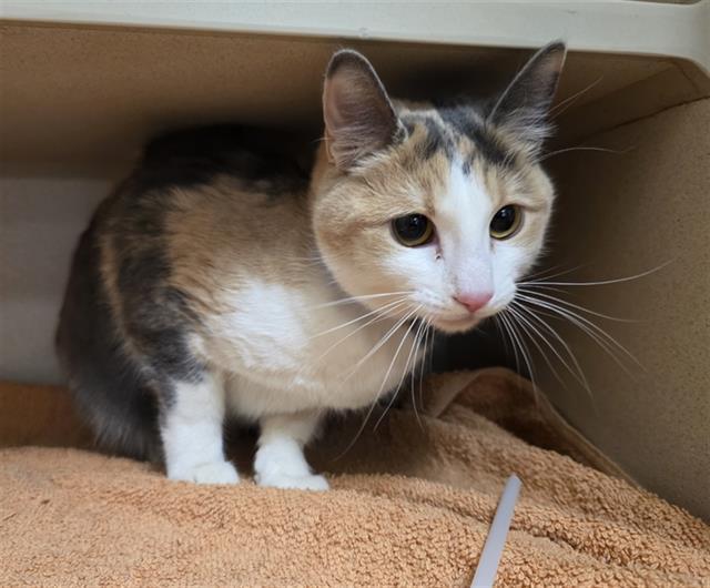 RICE, Adoptable, Young Female Domestic Short Hair.