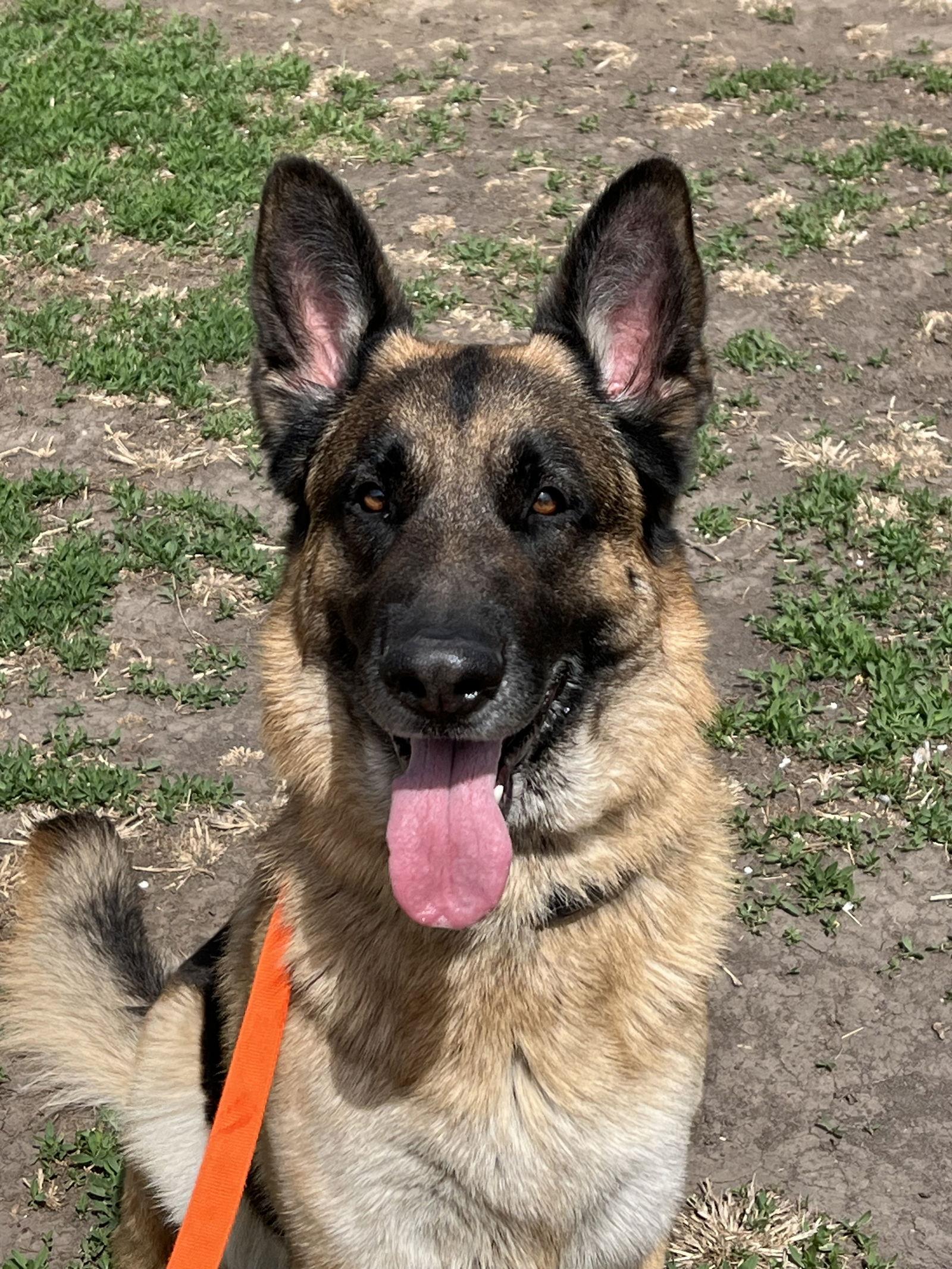 Bear, a Adopted German Shepherd Dog in Lincoln, NE image 1/2