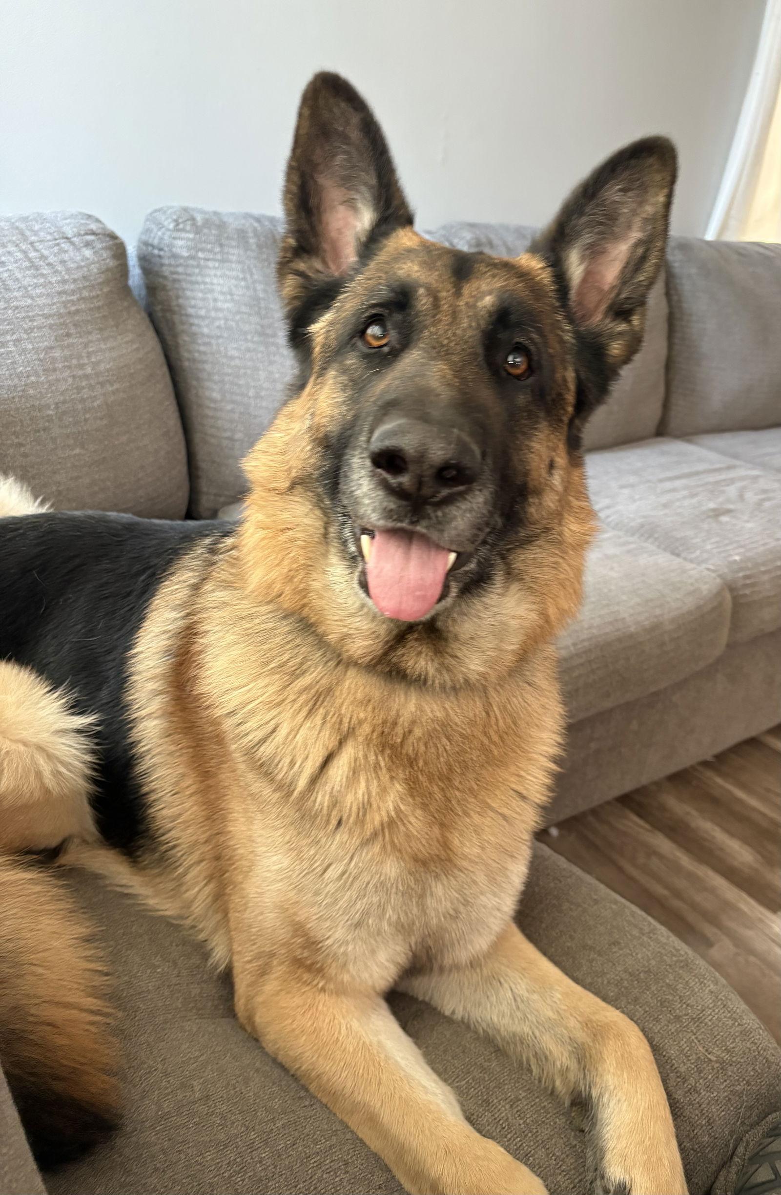 Bear, a Adopted German Shepherd Dog in Lincoln, NE image 2/2