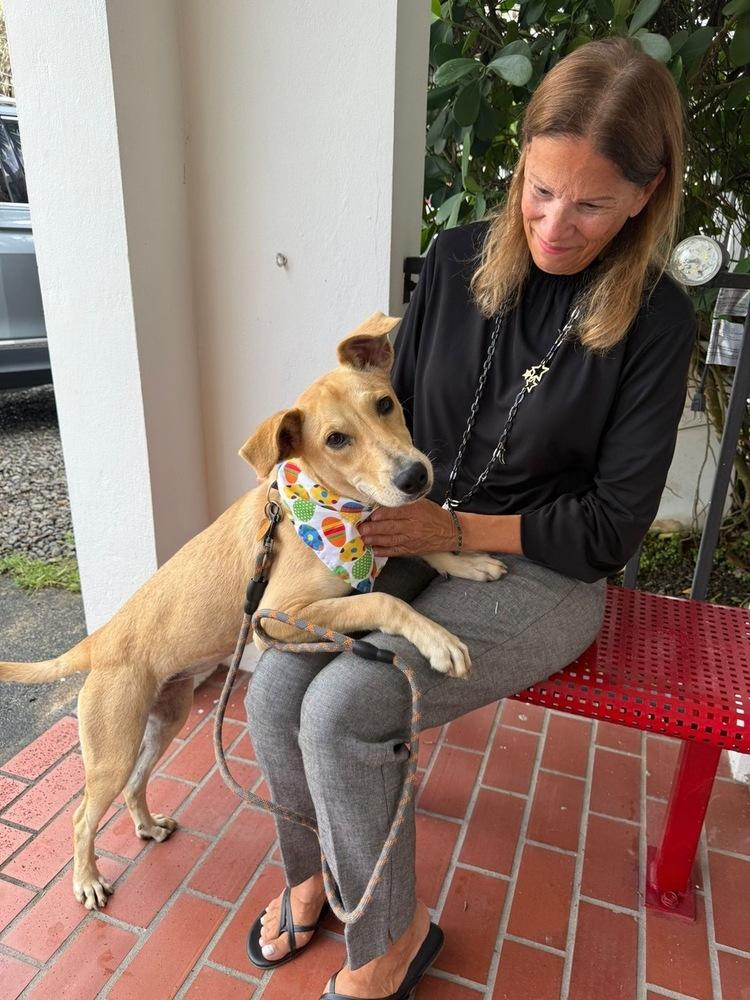 Enlarge Frida, a Adoptable mixed breed in North Reading, MA image 1/6