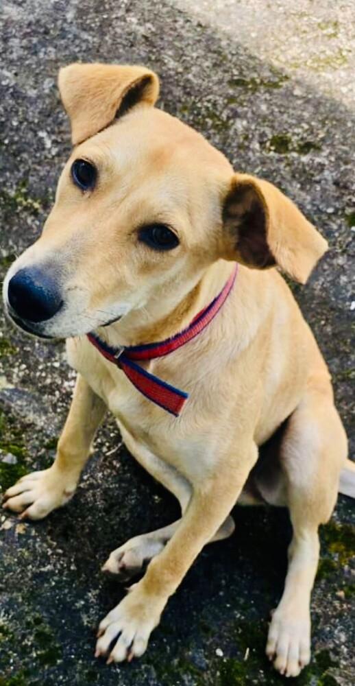 Enlarge Frida, a Adoptable mixed breed in North Reading, MA image 2/6