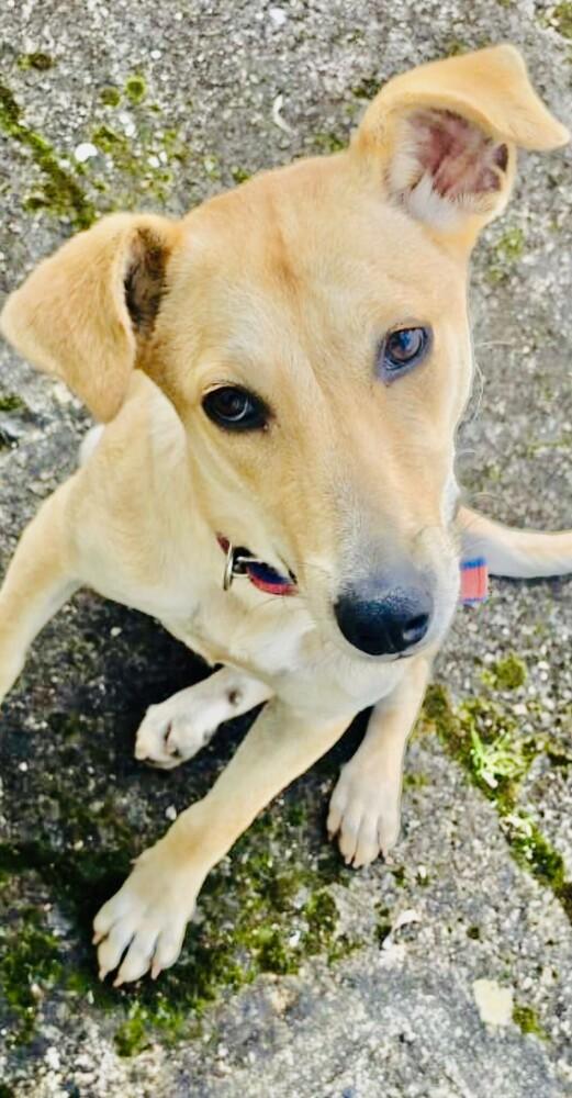 Enlarge Frida, a Adoptable mixed breed in North Reading, MA image 3/6