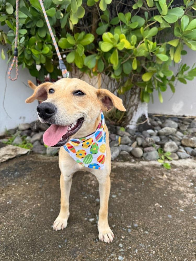 Enlarge Frida, a Adoptable mixed breed in North Reading, MA image 4/6