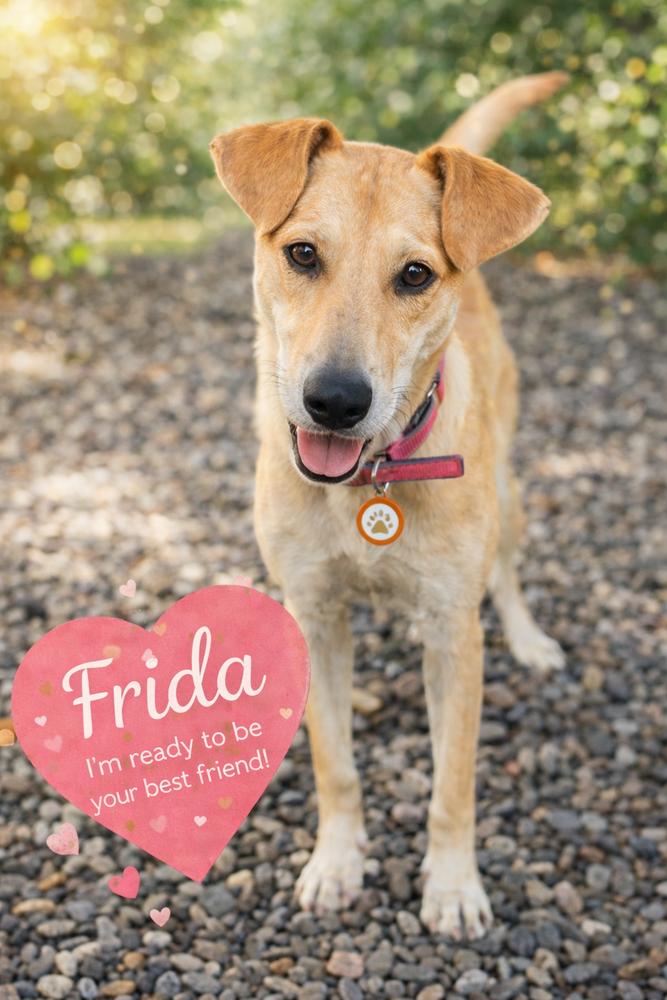 Enlarge Frida, a Adoptable mixed breed in North Reading, MA image 5/6