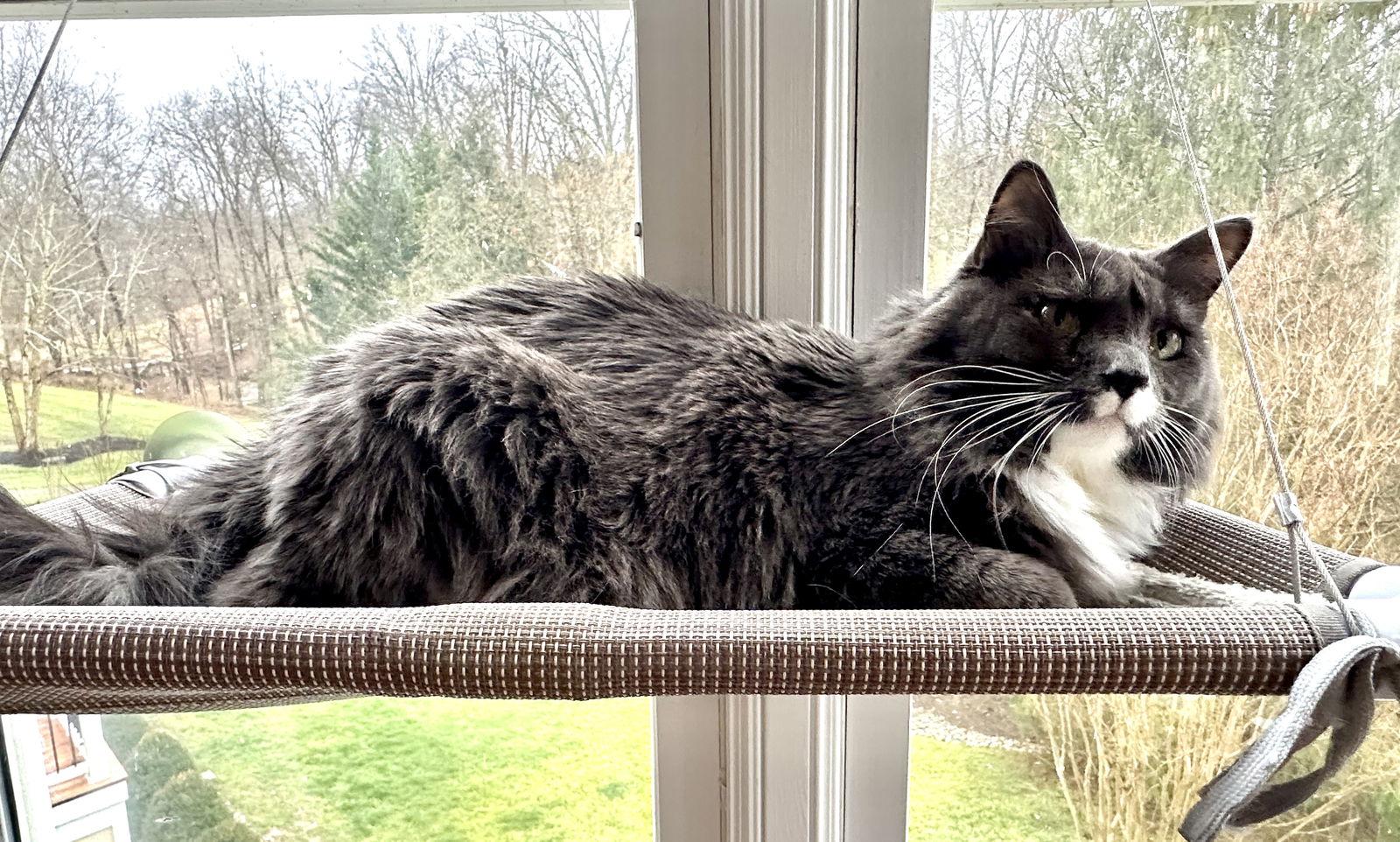 Enlarge Claude, a Adopted Domestic Long Hair in Reston, VA image 1/3