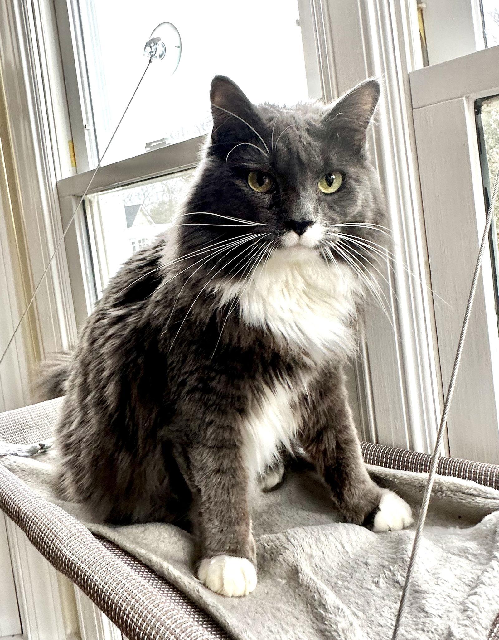 Enlarge Claude, a Adopted Domestic Long Hair in Reston, VA image 2/3