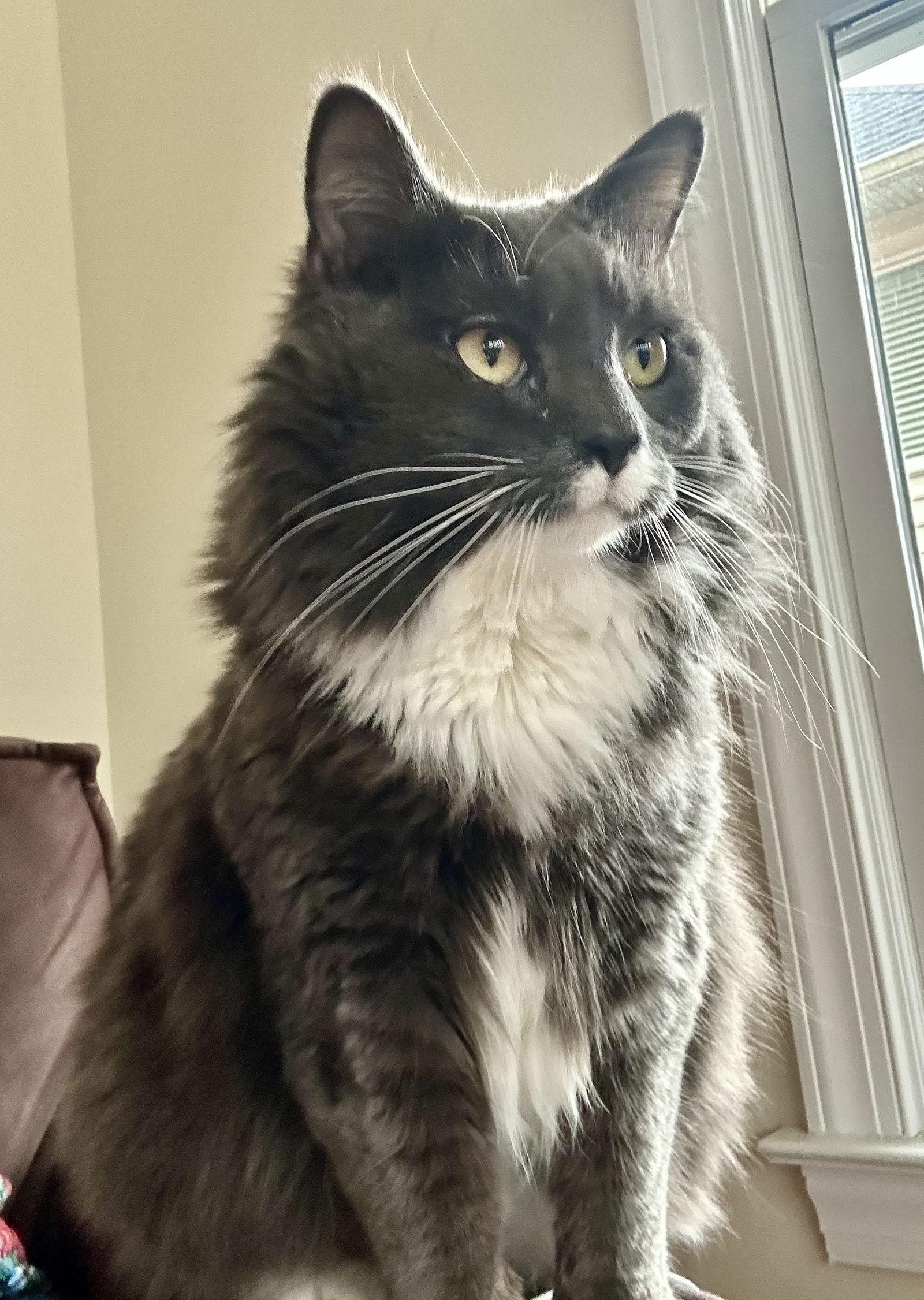 Enlarge Claude, a Adopted Domestic Long Hair in Reston, VA image 3/3