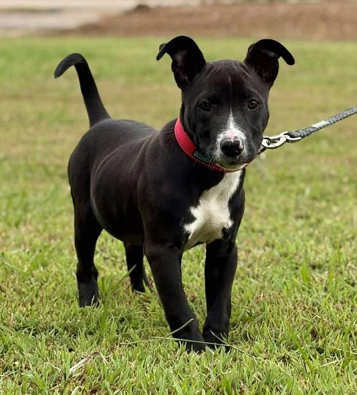 Scout *HERE IN NH* 3