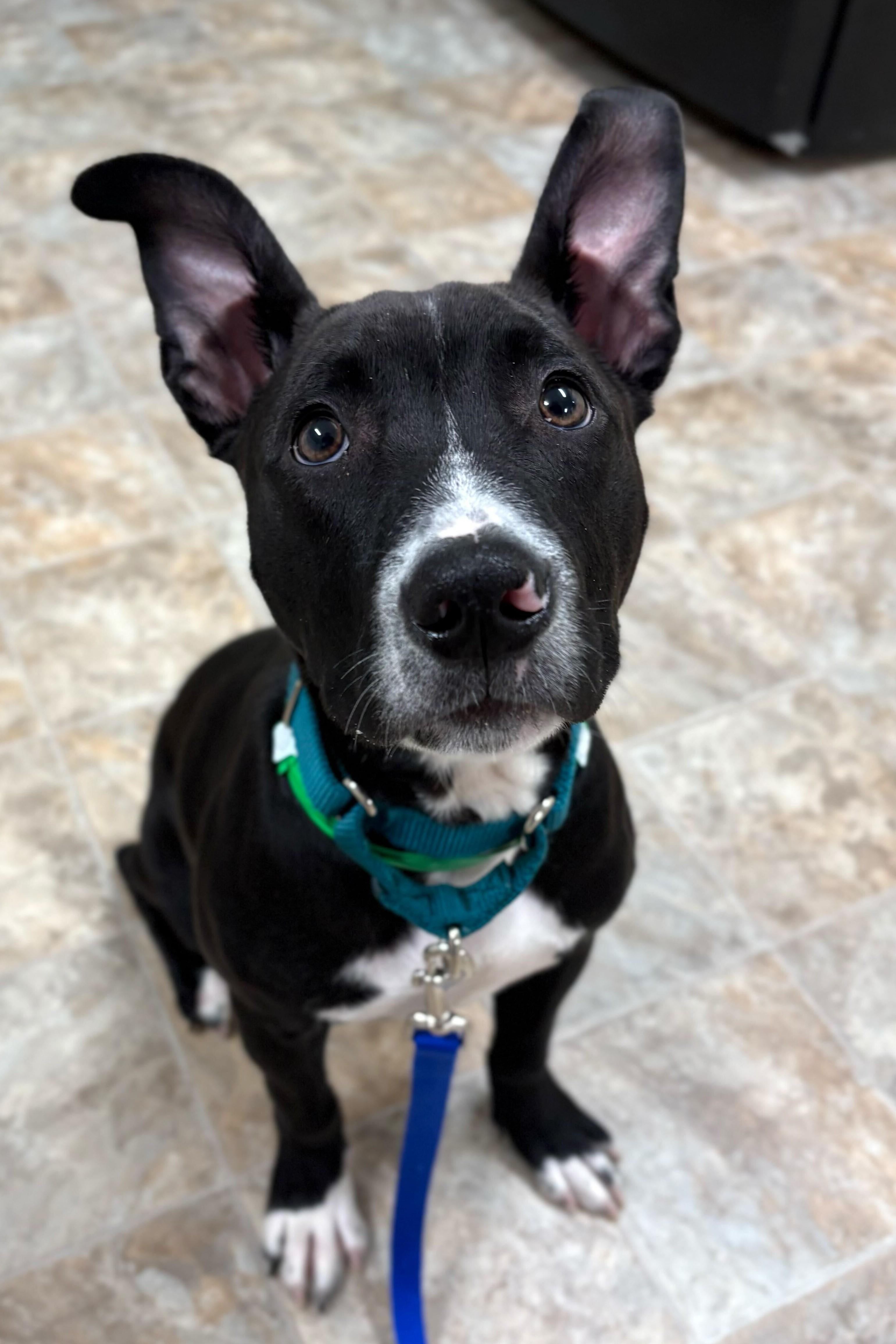 Scout *HERE IN NH* 5