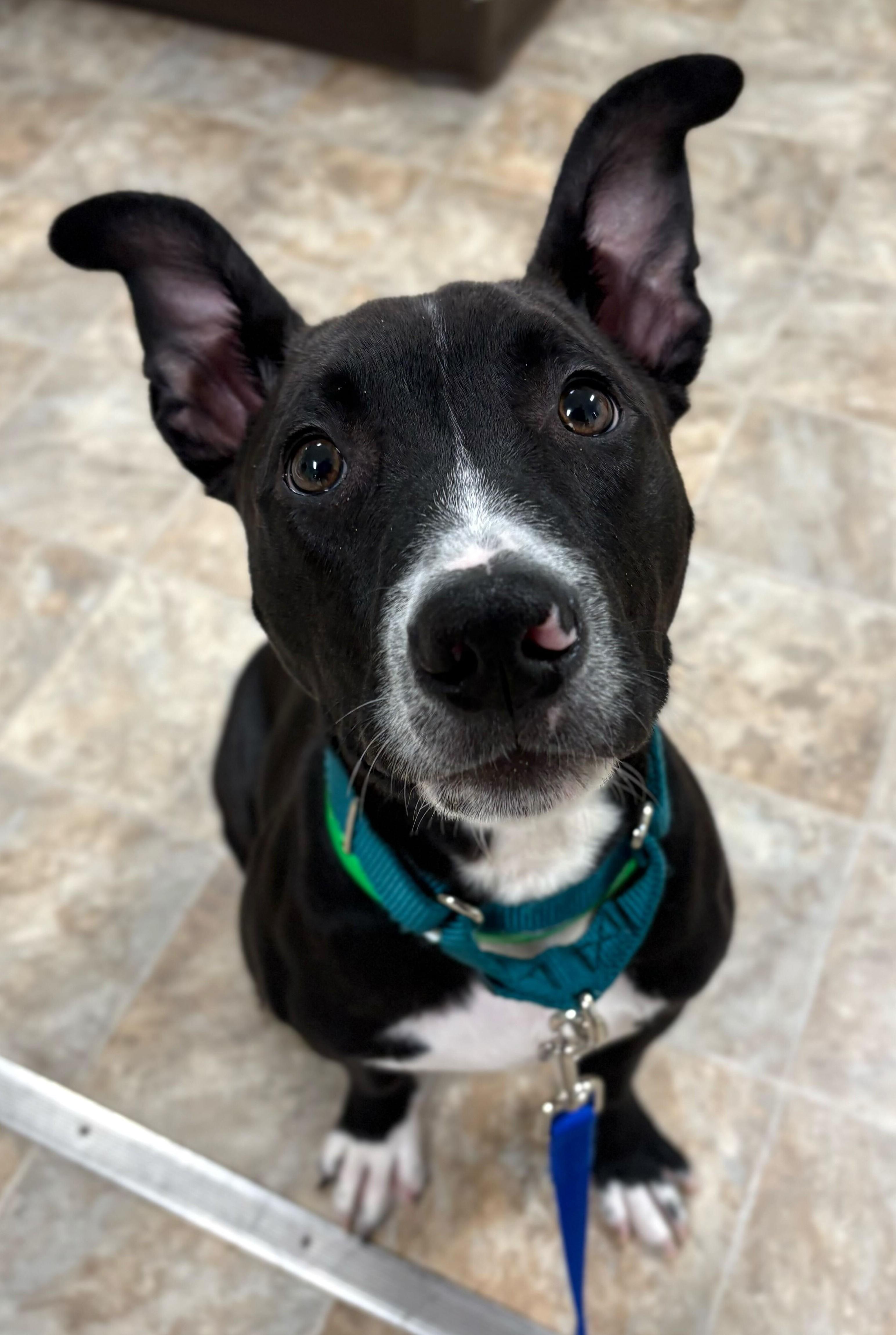 Scout *HERE IN NH* 1