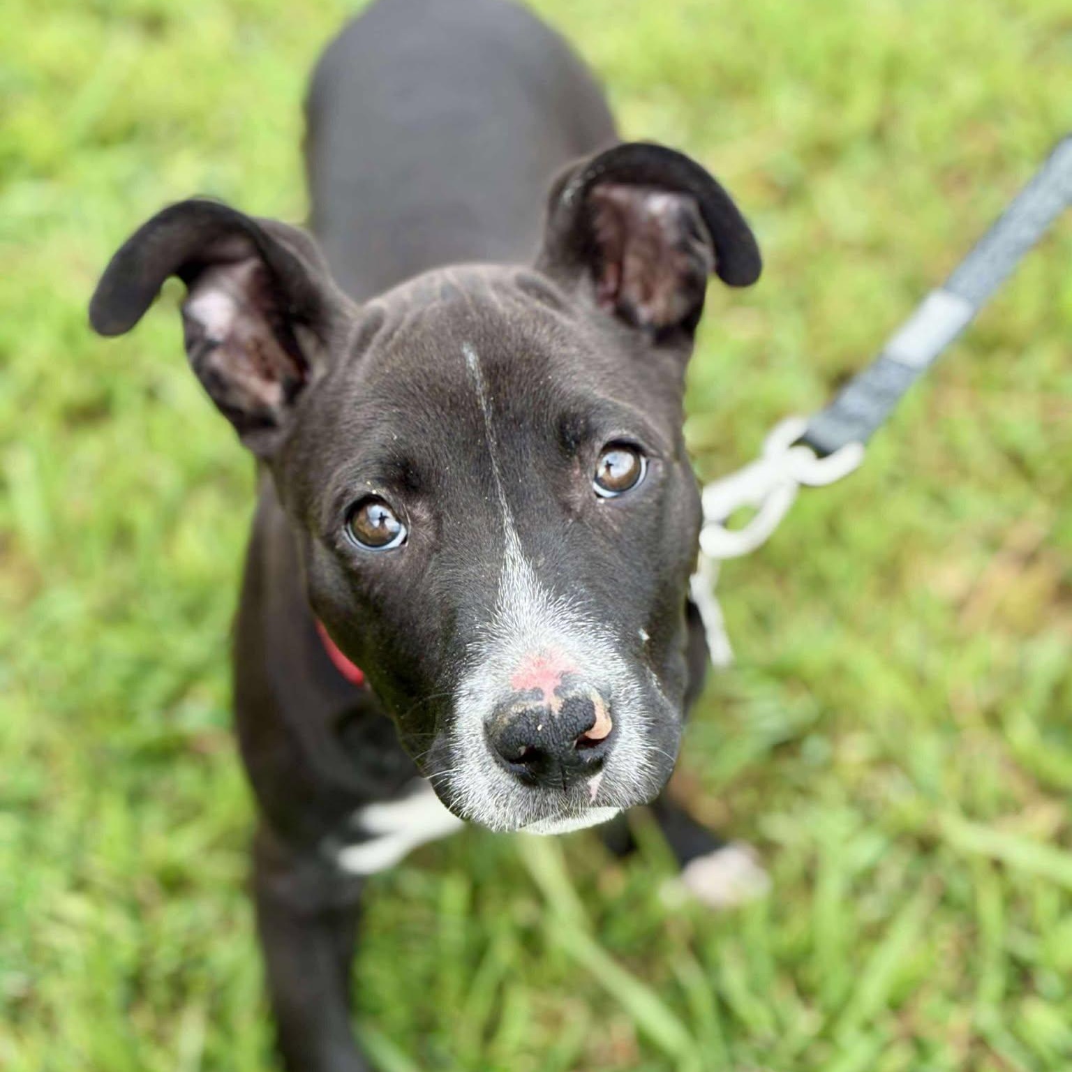 Scout *HERE IN NH* 2