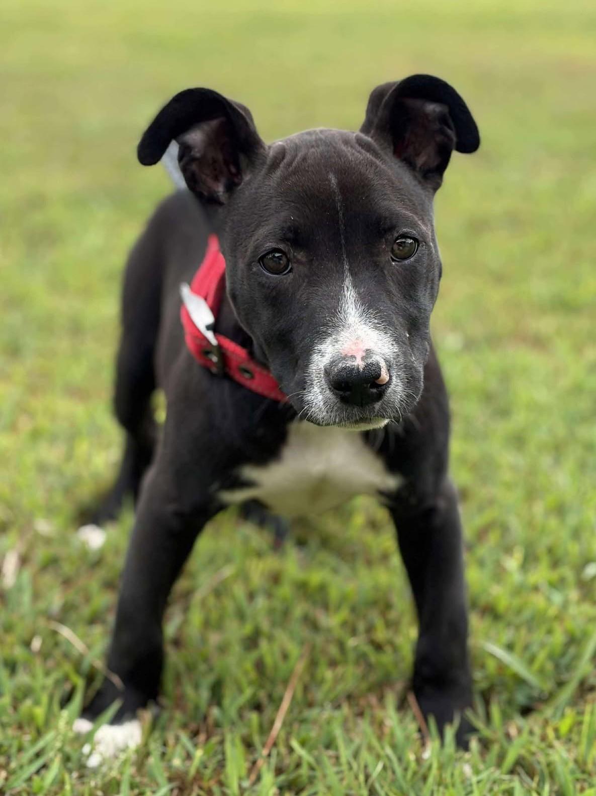 Scout *HERE IN NH* 4