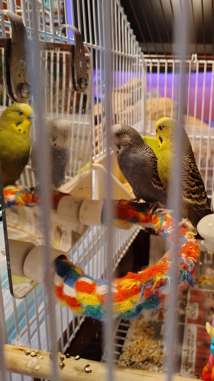 Mahi and Scuba, Adopted, Young Male Budgie / Budgerigar.