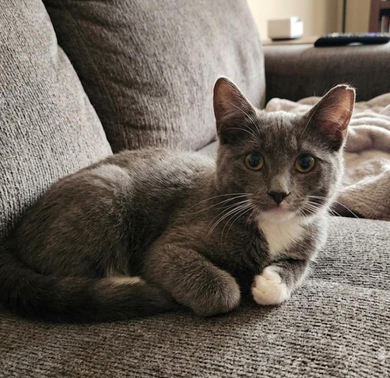Lenny, Adopted, Young Male Domestic Short Hair & Russian Blue.