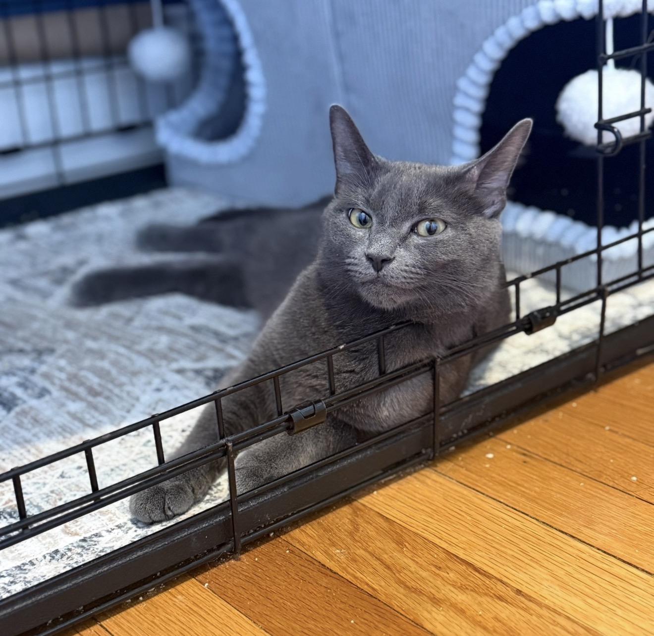 Enlarge U-migi, an adopted Russian Blue in Medford, MA image 1/4
