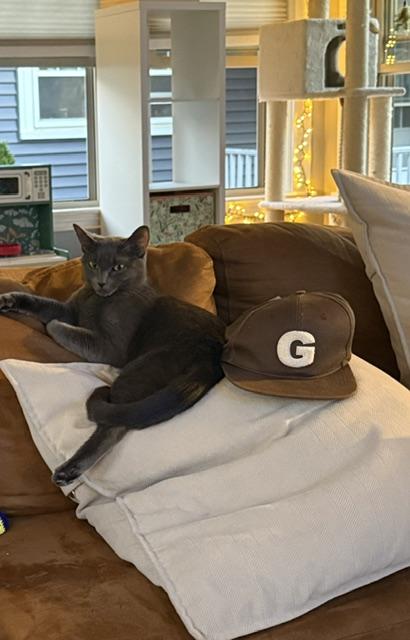 Enlarge U-migi, an adopted Russian Blue in Medford, MA image 3/4