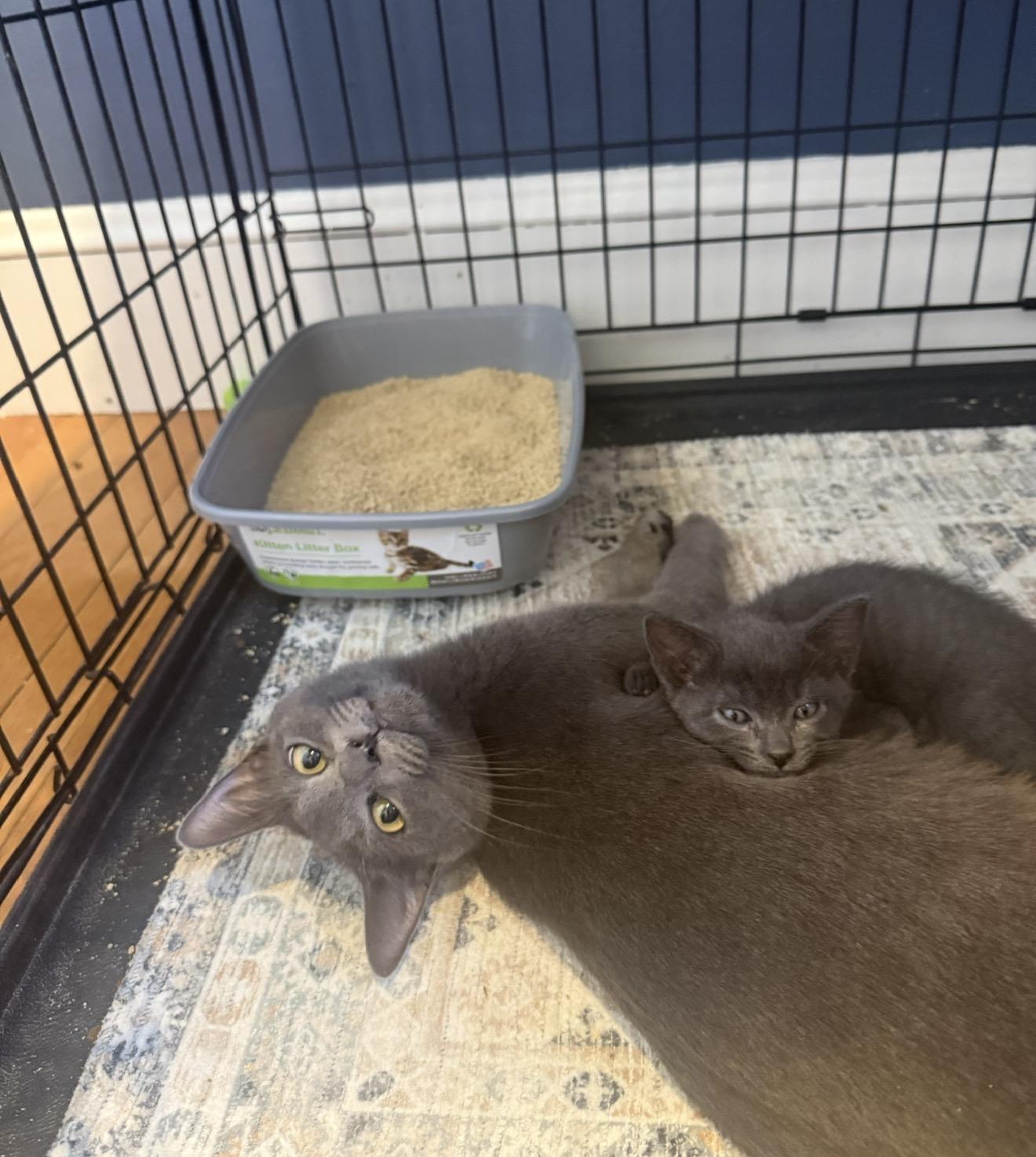 Enlarge U-migi, an adopted Russian Blue in Medford, MA image 2/4