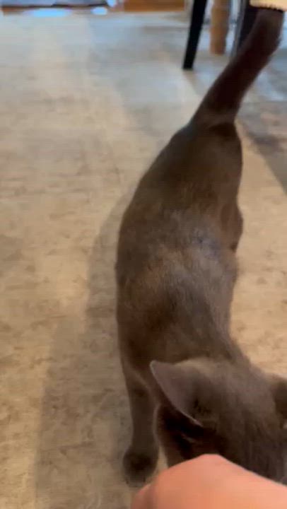 Enlarge U-migi, an adopted Russian Blue in Medford, MA video 4/4