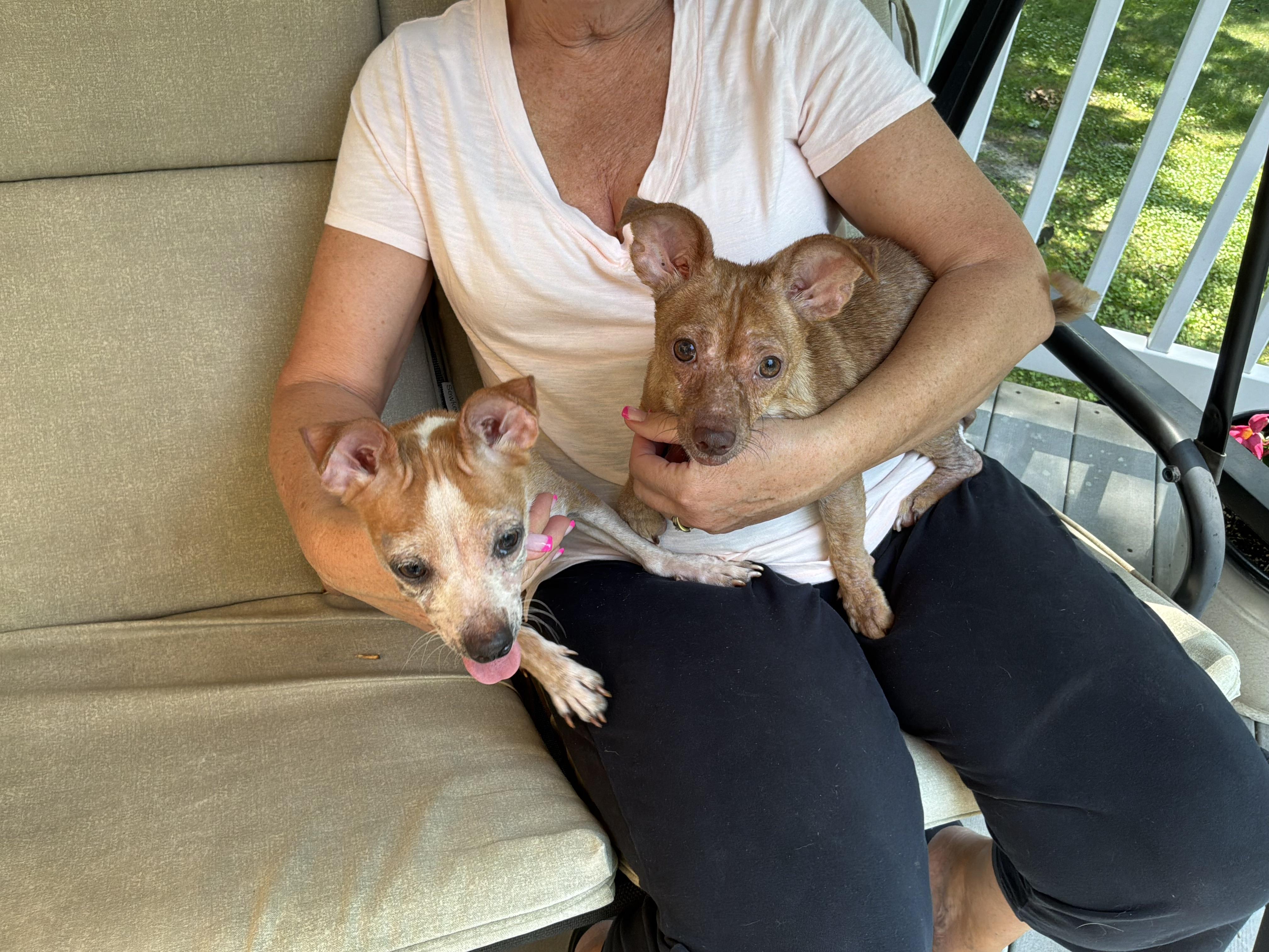Mimi and Fifi, ADOPTABLE, Adult Female Chihuahua.