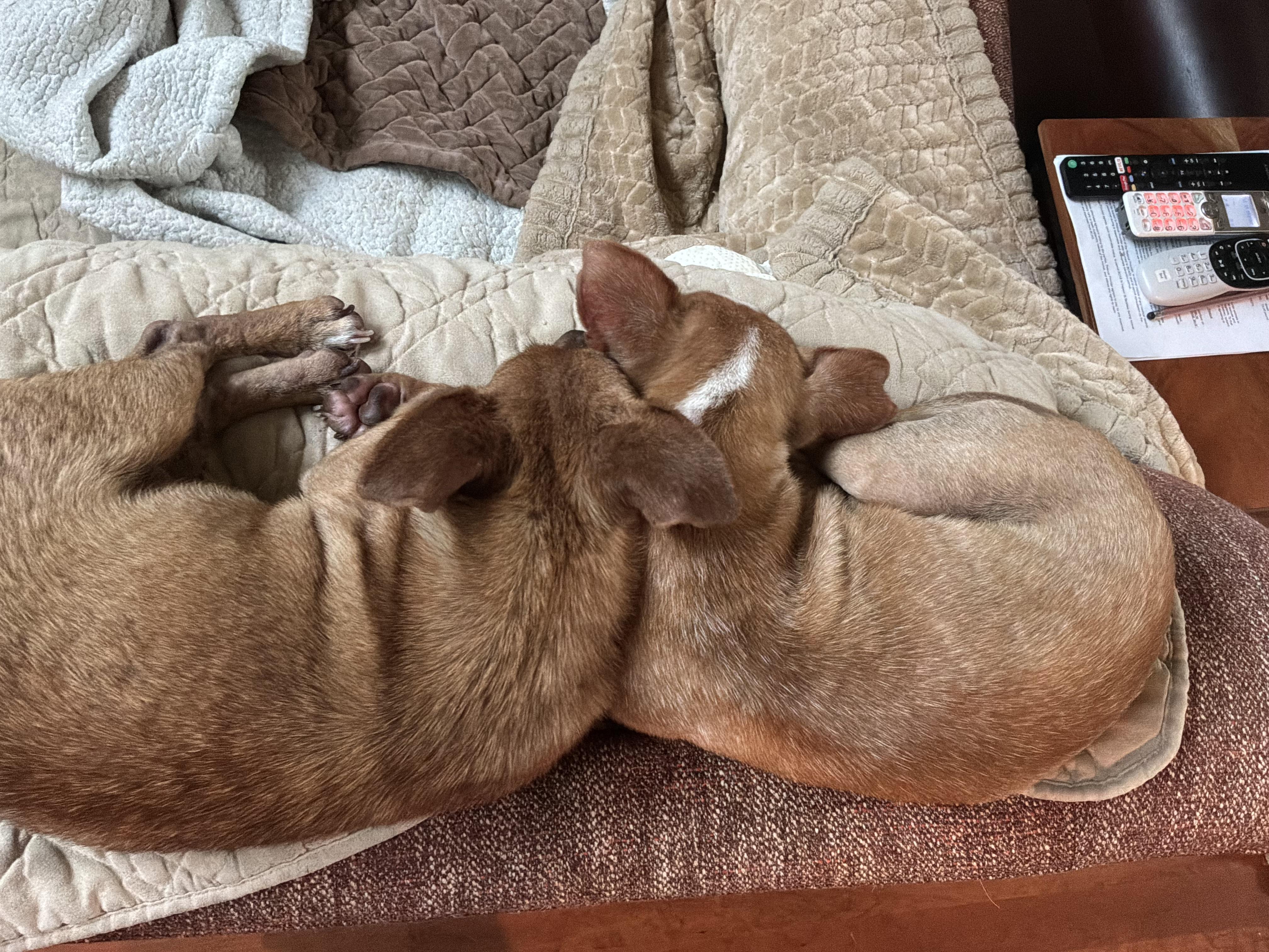 Mimi and Fifi, a ADOPTABLE Chihuahua in Barnegat, NJ image 2/6