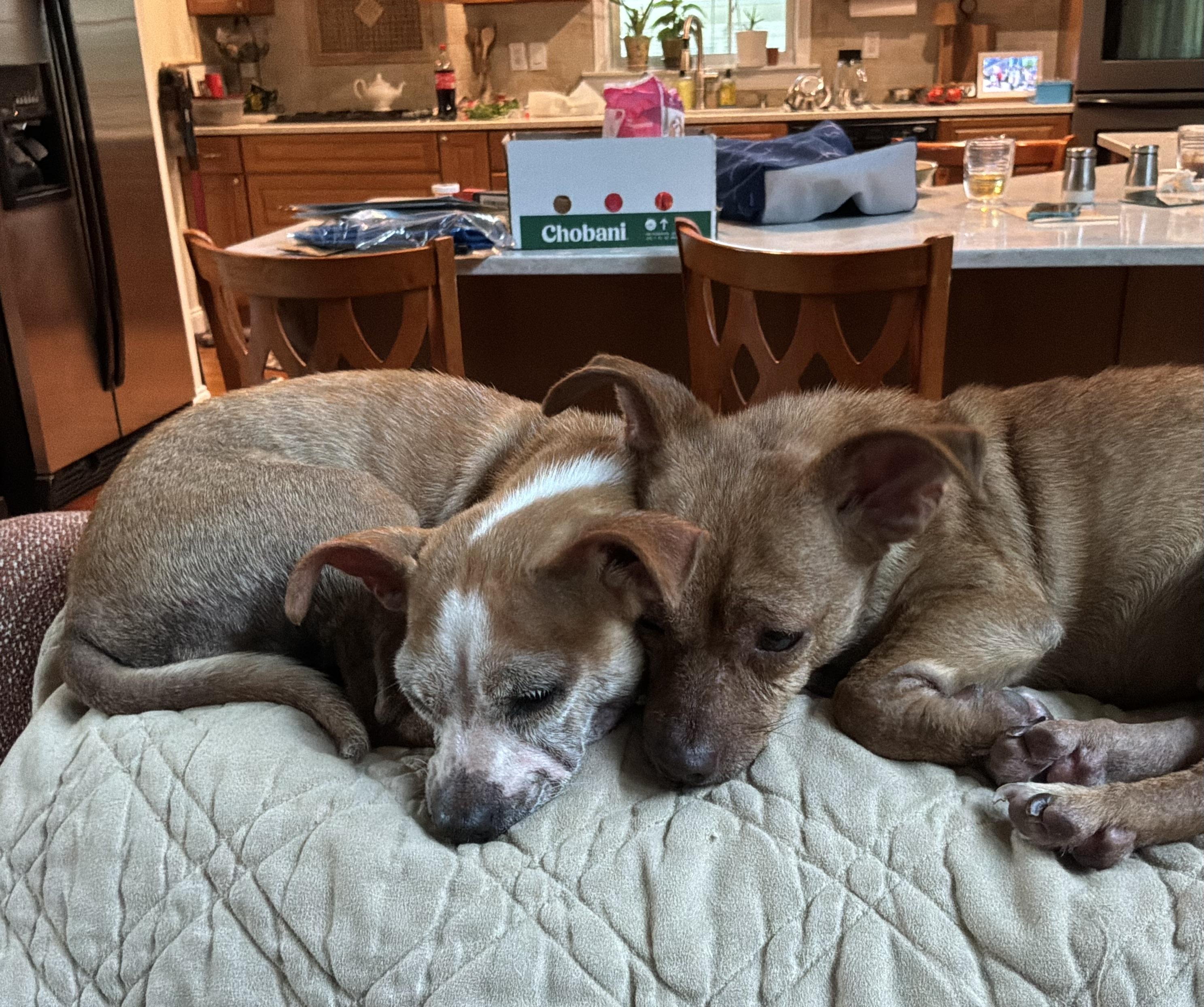 Mimi and Fifi, a ADOPTABLE Chihuahua in Barnegat, NJ image 3/6
