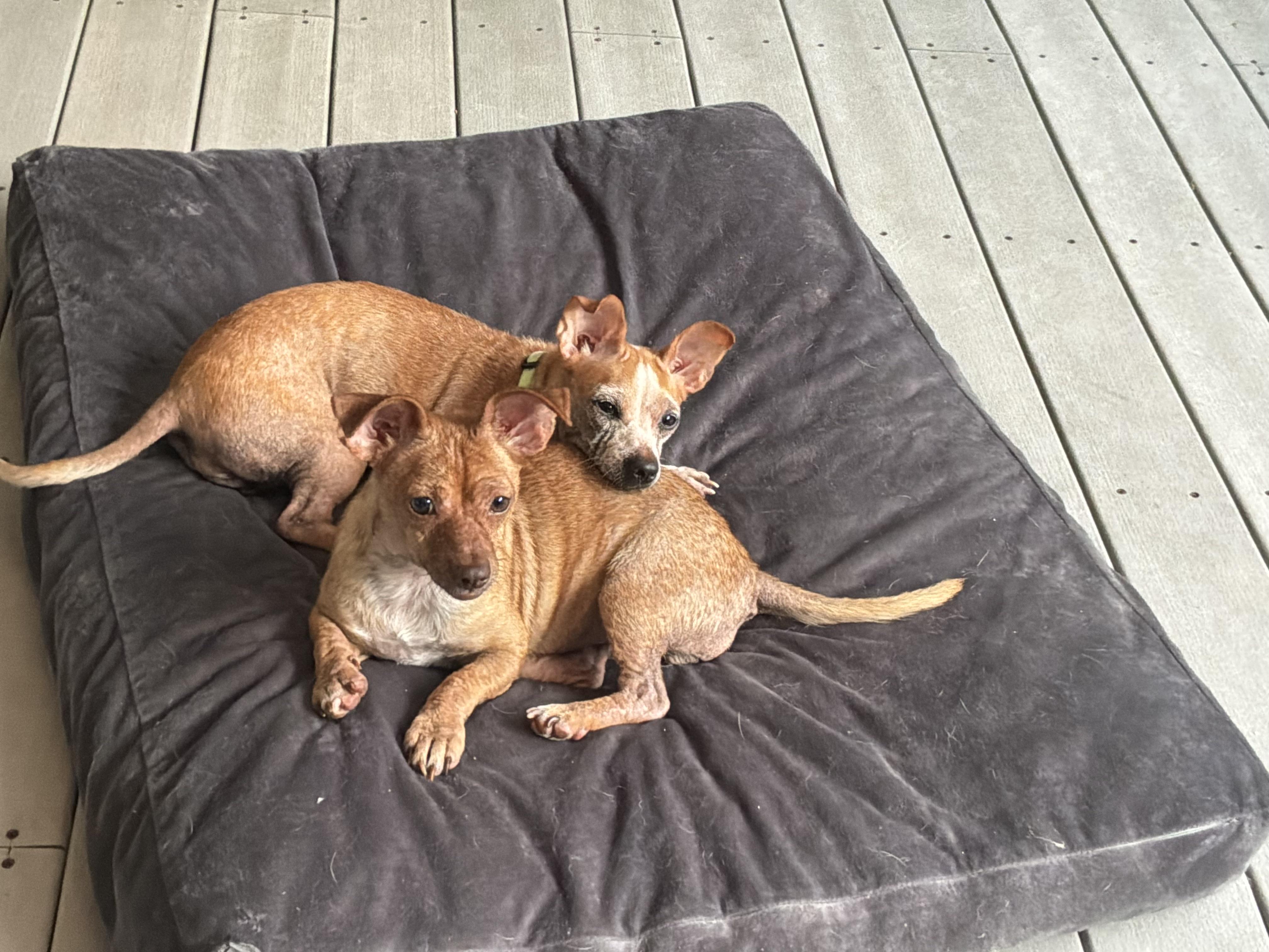 Mimi and Fifi, a ADOPTABLE Chihuahua in Barnegat, NJ image 6/6