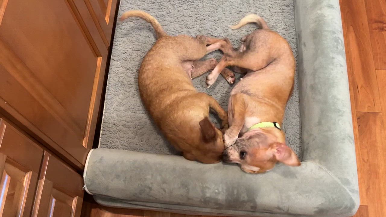 Enlarge Mimi and Fifi, a ADOPTABLE Chihuahua in Barnegat, NJ video 5/6