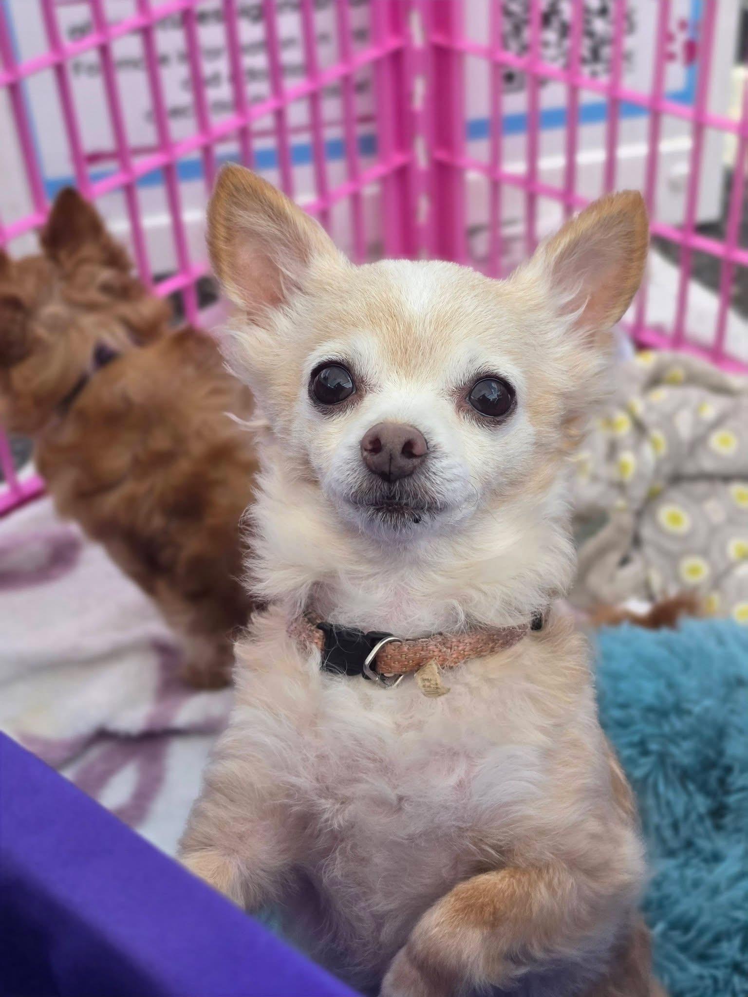 Muffin (Bonded Pair), ADOPTABLE, Senior Female Chihuahua.
