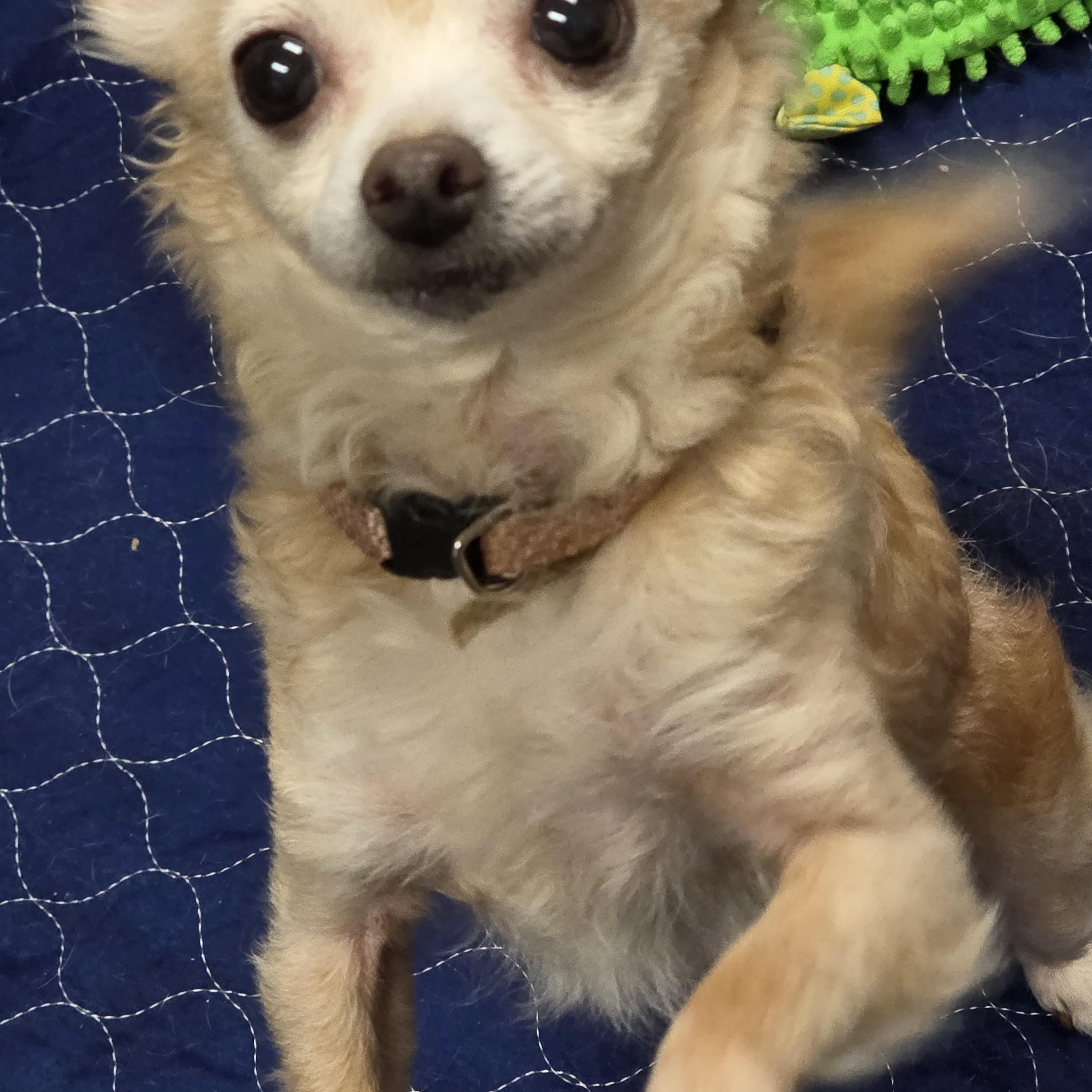 Enlarge Muffin (Bonded Pair), a ADOPTABLE Chihuahua in Lacona, NY image 3/4