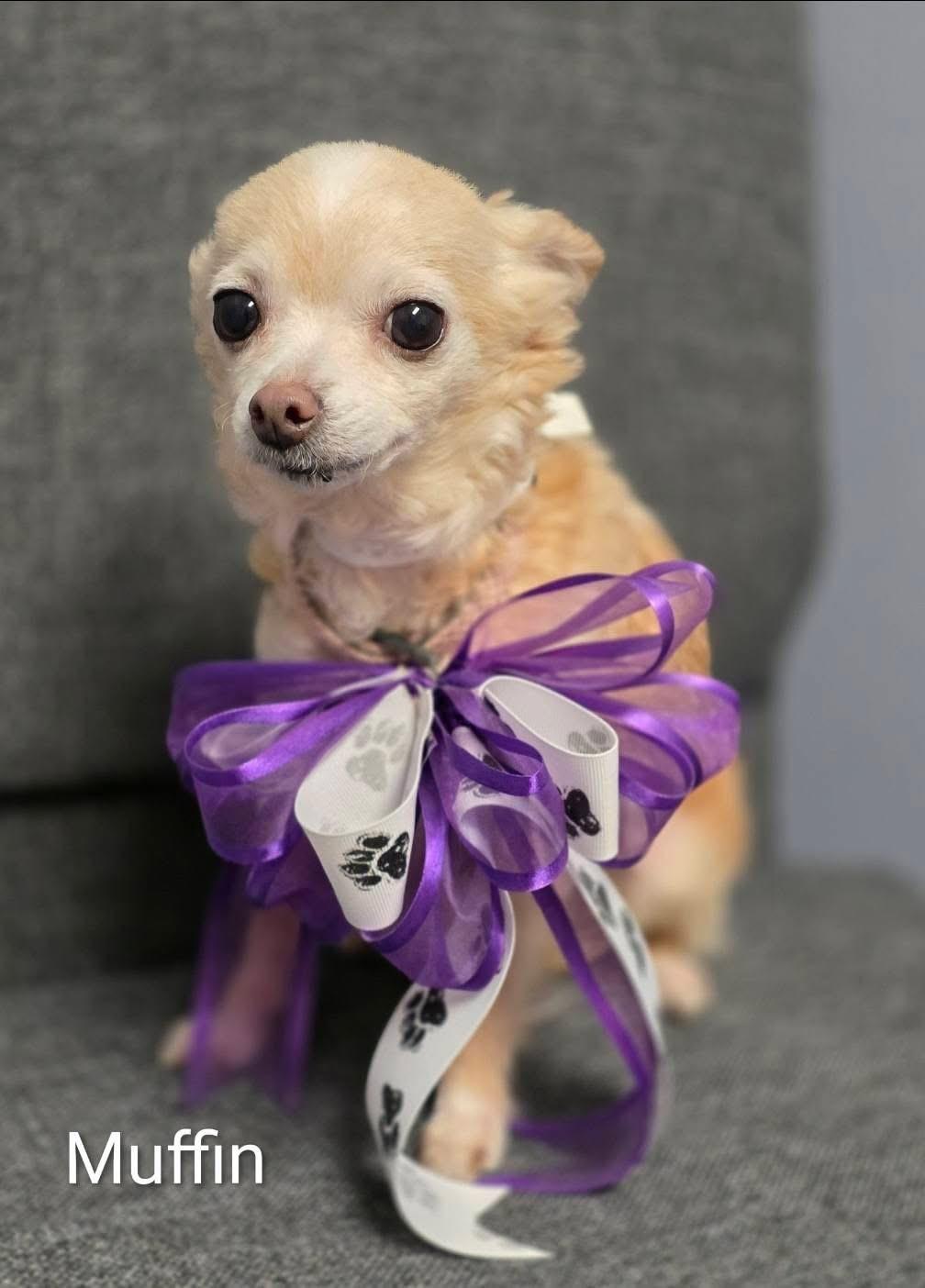 Muffin (Bonded Pair), ADOPTABLE, Senior Female Chihuahua.