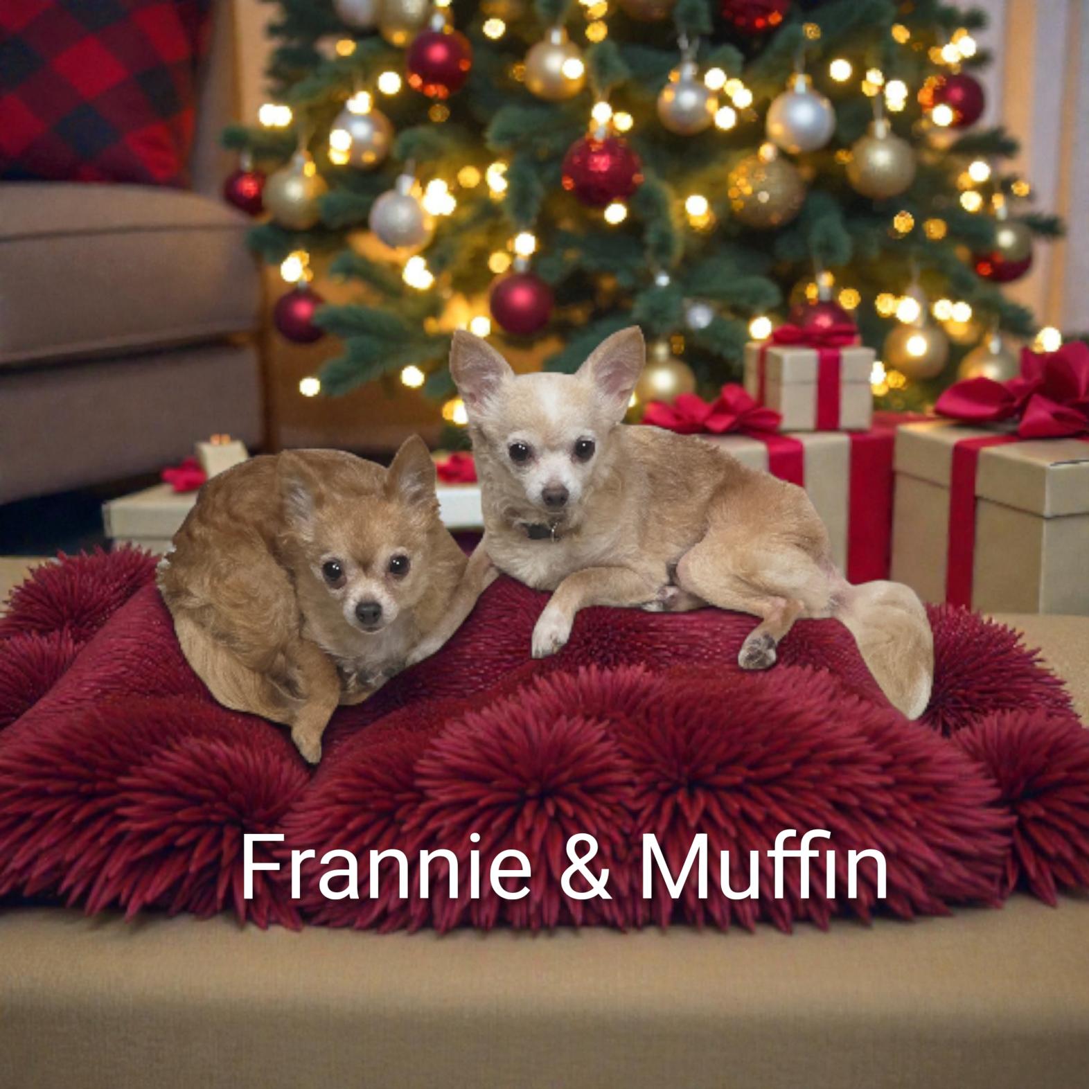 Enlarge Muffin (Bonded Pair), a ADOPTABLE Chihuahua in Lacona, NY image 2/4