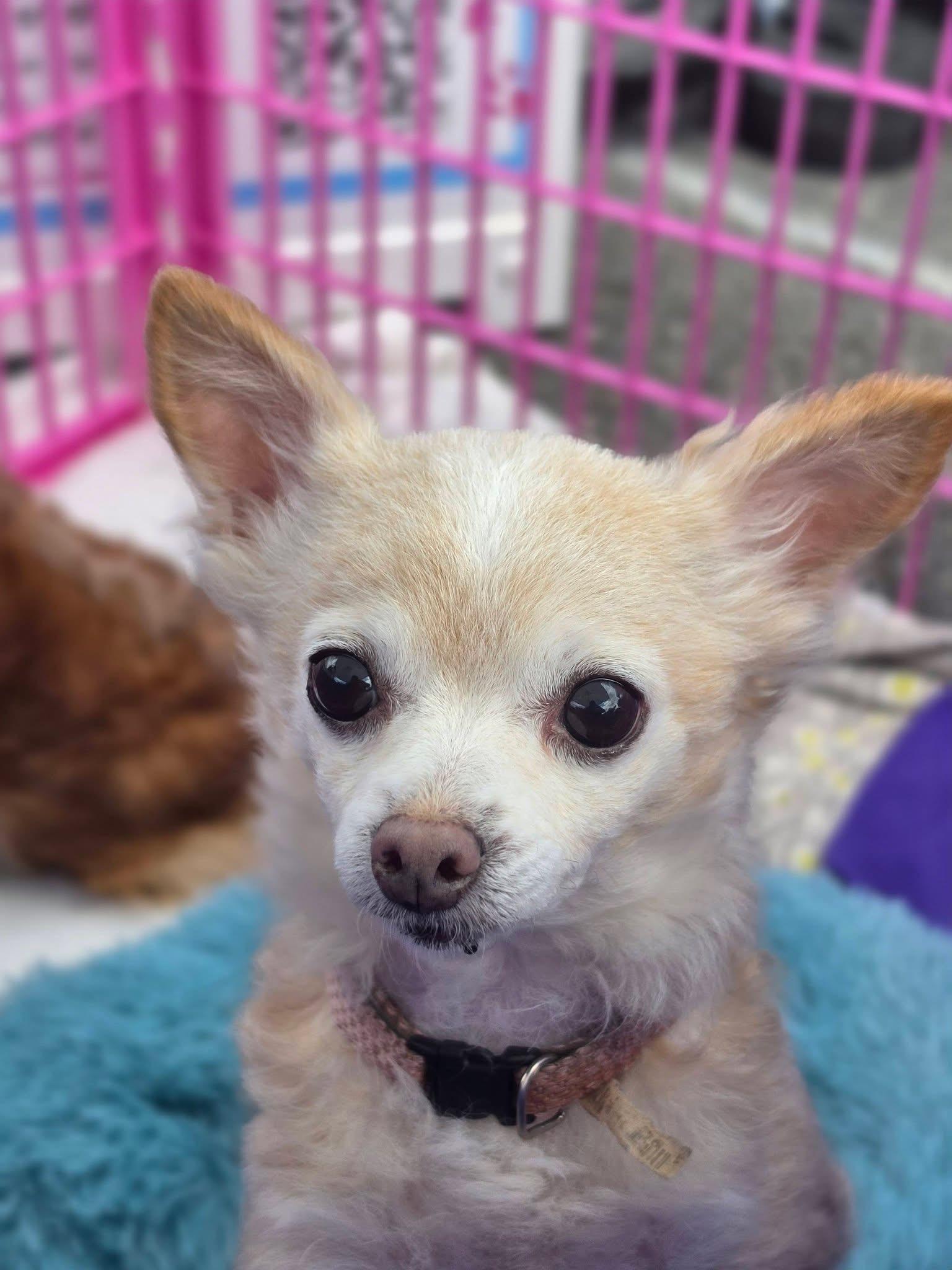 Enlarge Muffin (Bonded Pair), a ADOPTABLE Chihuahua in Lacona, NY image 6/6