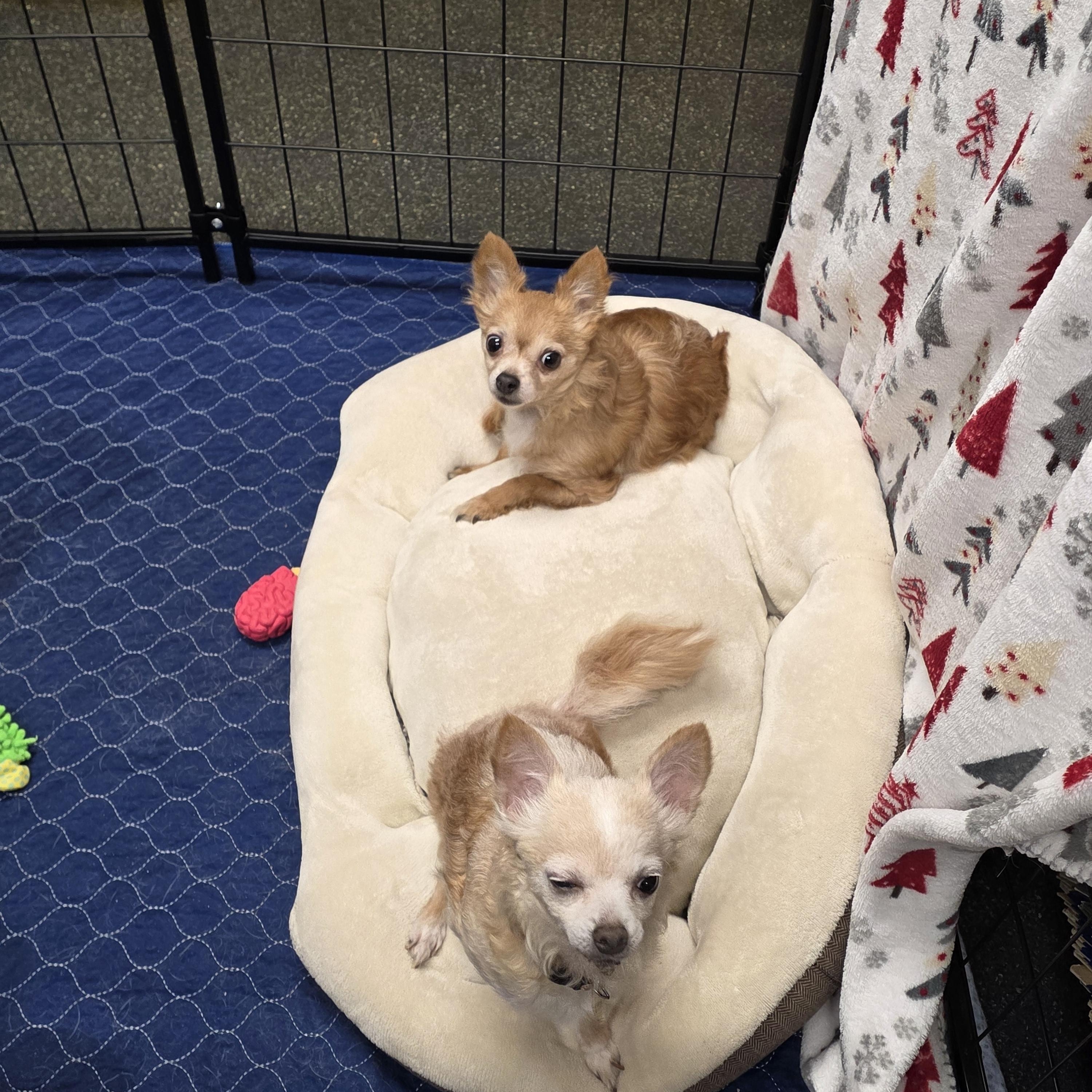 Enlarge Muffin (Bonded Pair), a ADOPTABLE Chihuahua in Lacona, NY image 4/4