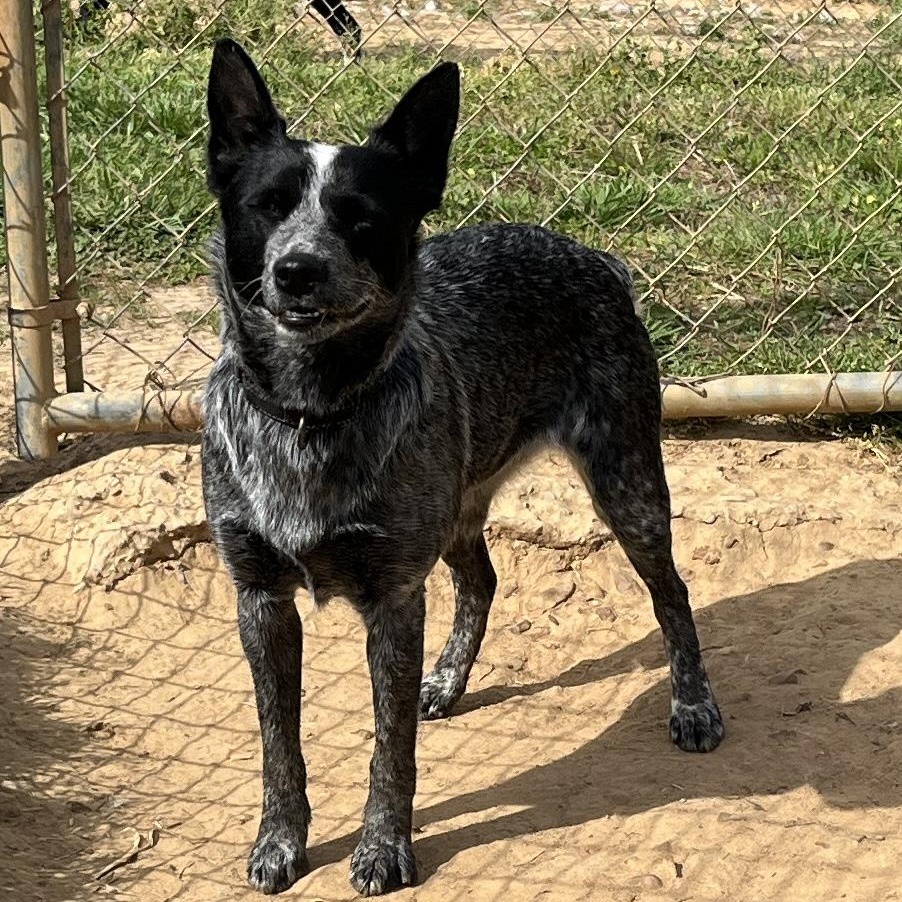 Annie, ADOPTABLE, Adult Female Australian Cattle Dog / Blue Heeler.