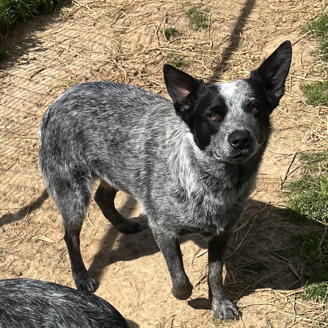Annie, a ADOPTABLE Australian Cattle Dog / Blue Heeler in McKenzie, TN image 2/3