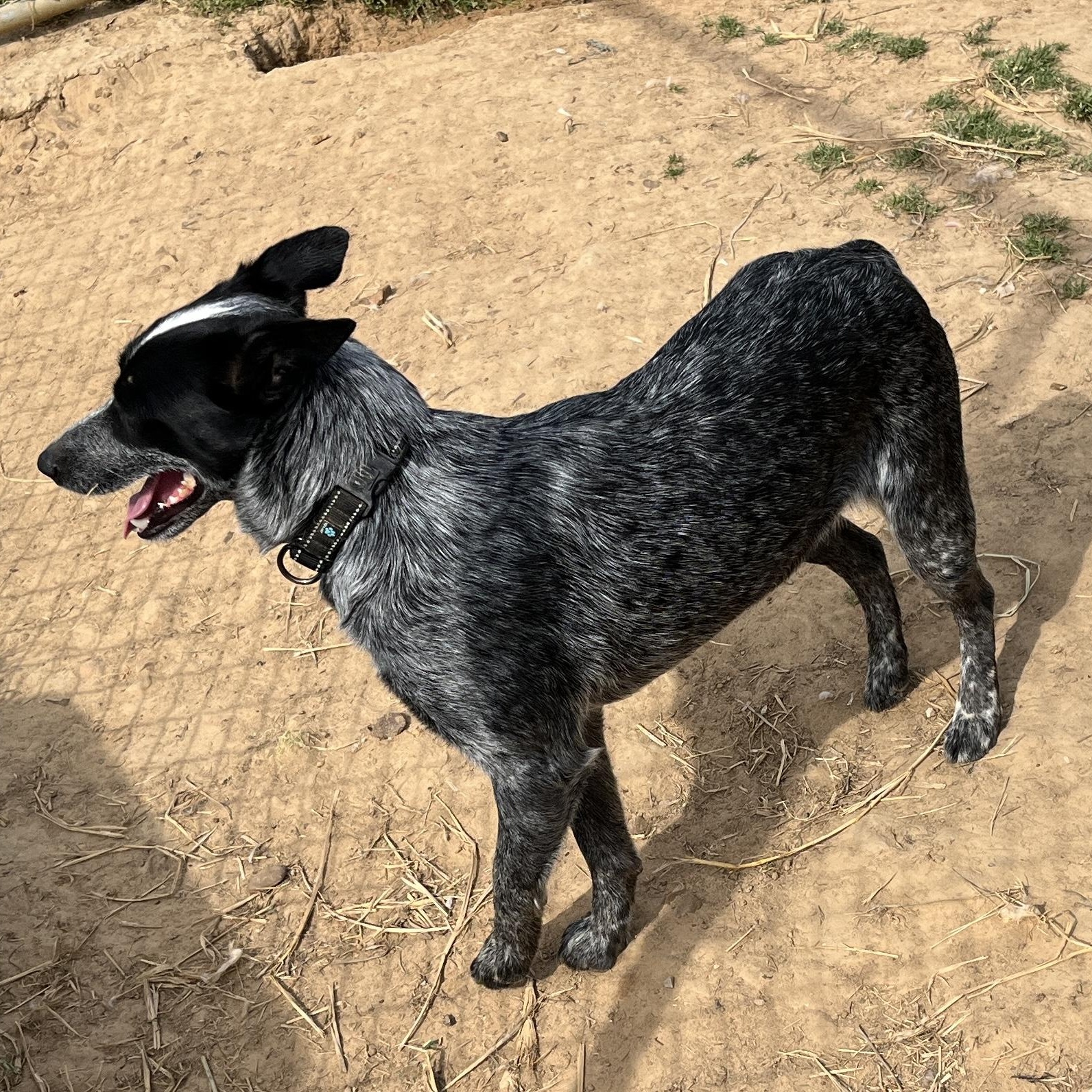 Annie, a ADOPTABLE Australian Cattle Dog / Blue Heeler in McKenzie, TN image 3/3