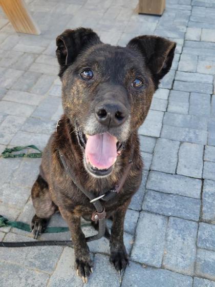 Enlarge ALICE, a Adoptable mixed breed in Atlanta, GA image 2/3