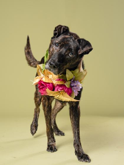 Enlarge ALICE, a Adoptable mixed breed in Atlanta, GA image 3/3