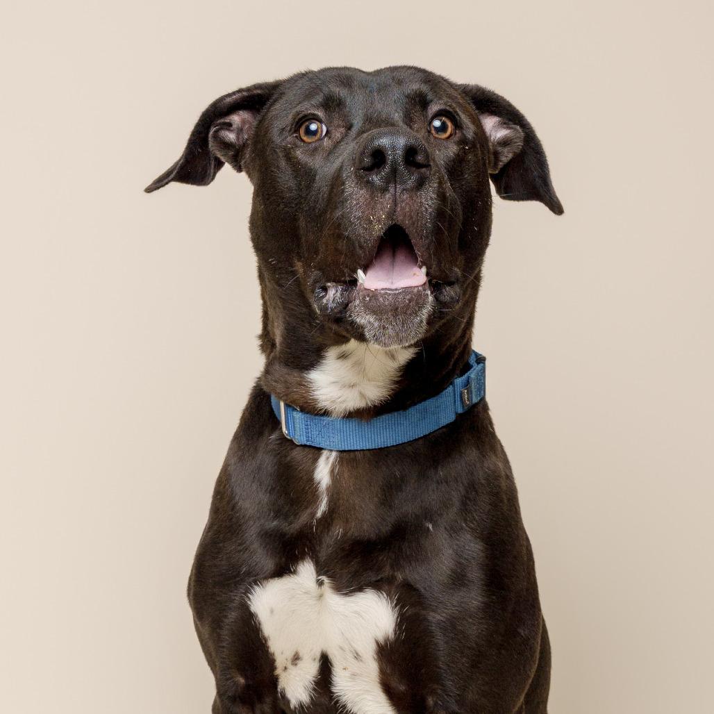 Brownie, Adoptable, Young Male Mixed Breed.
