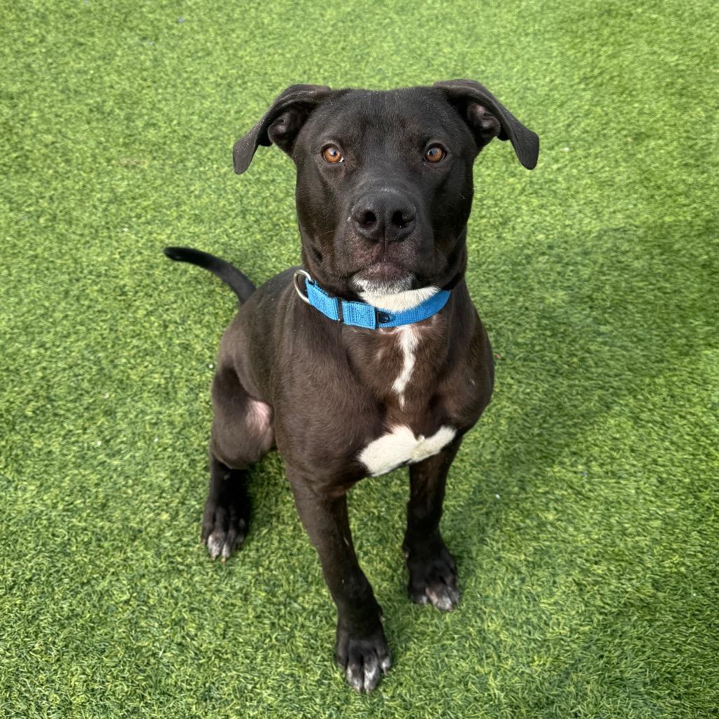 Brownie, a Adoptable Mixed Breed in Pittsburgh, PA image 2/3