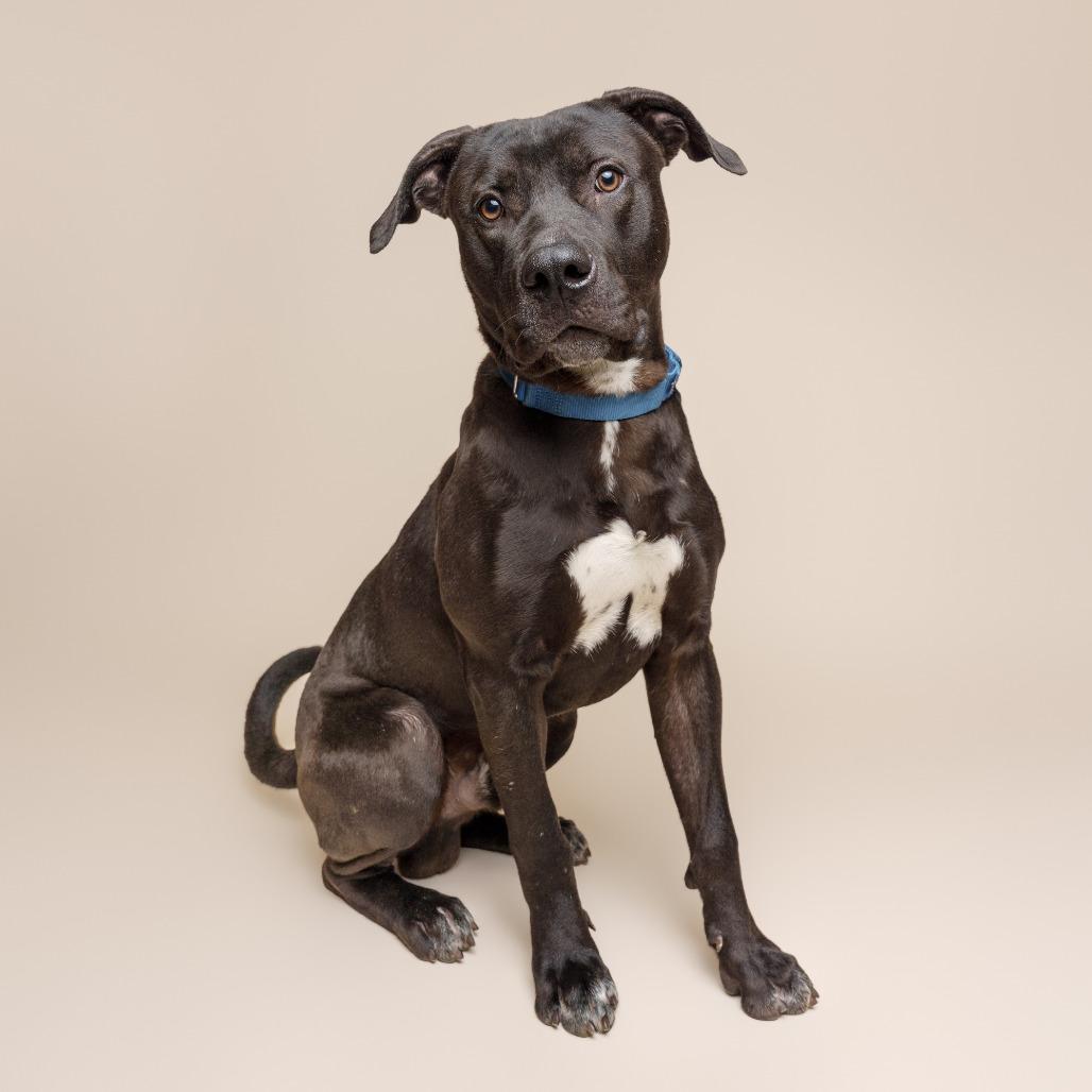 Brownie, a Adoptable Mixed Breed in Pittsburgh, PA image 3/3