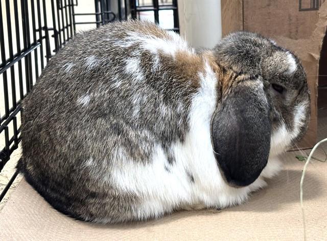 DIPPER, Adoptable, Adult Male Mini Lop.