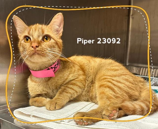 Enlarge PIPER (see also PIPPA), a Adoptable Domestic Short Hair in Marietta, GA image 3/4