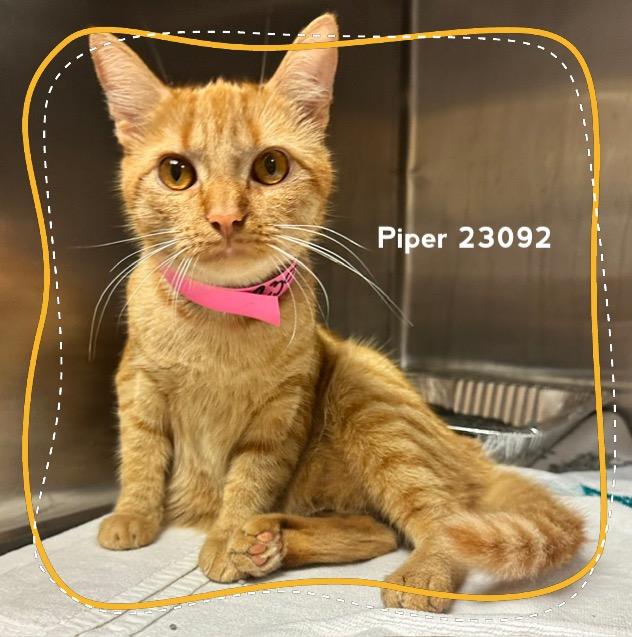 Enlarge PIPER (see also PIPPA), a Adoptable Domestic Short Hair in Marietta, GA image 4/4