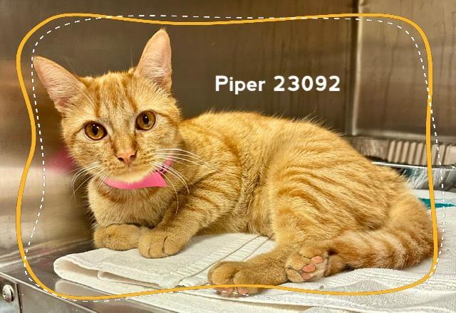 Enlarge PIPER (see also PIPPA), a Adoptable Domestic Short Hair in Marietta, GA image 2/4