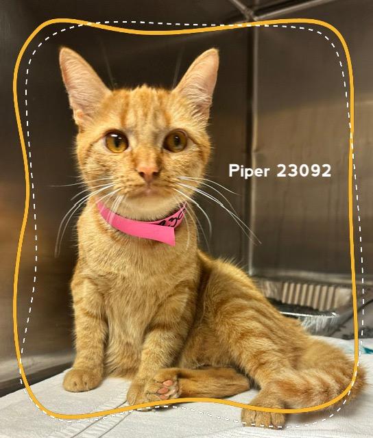 Enlarge PIPER (see also PIPPA), a Adoptable Domestic Short Hair in Marietta, GA image 1/4