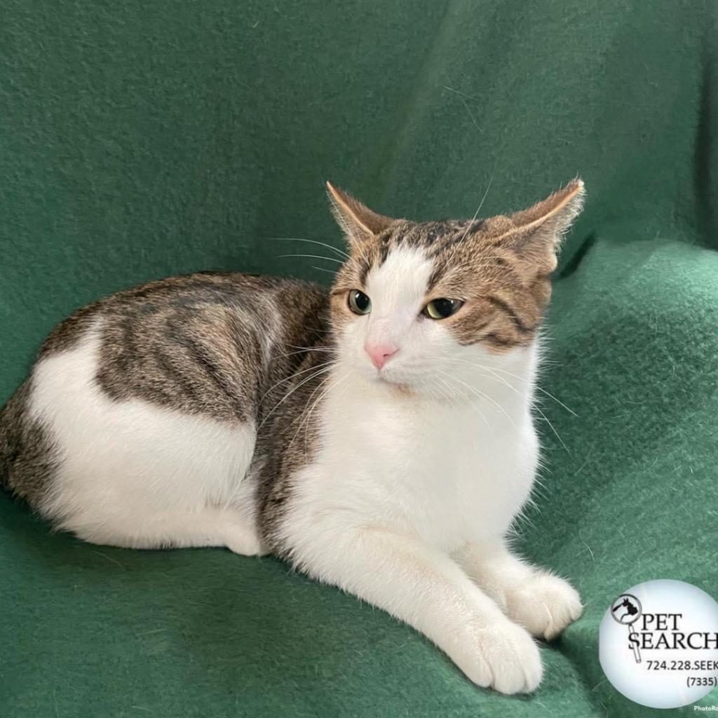 Luna, a Adoptable Domestic Short Hair in Washington, PA image 2/2